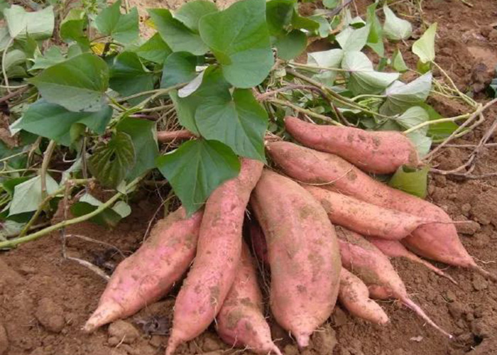 甘薯如何影響中國？