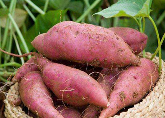 麗星設(shè)備廠家總結(jié)：霜降后紅薯采收，盯緊這 3 個(gè)信號